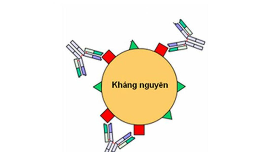 cau-7-tren-lop-vo-ngoai-cua-virut-co-yeu-to-nao-sau-day-a-bo-gen-b-khang-nguyen-c-phan-tu-adn-d