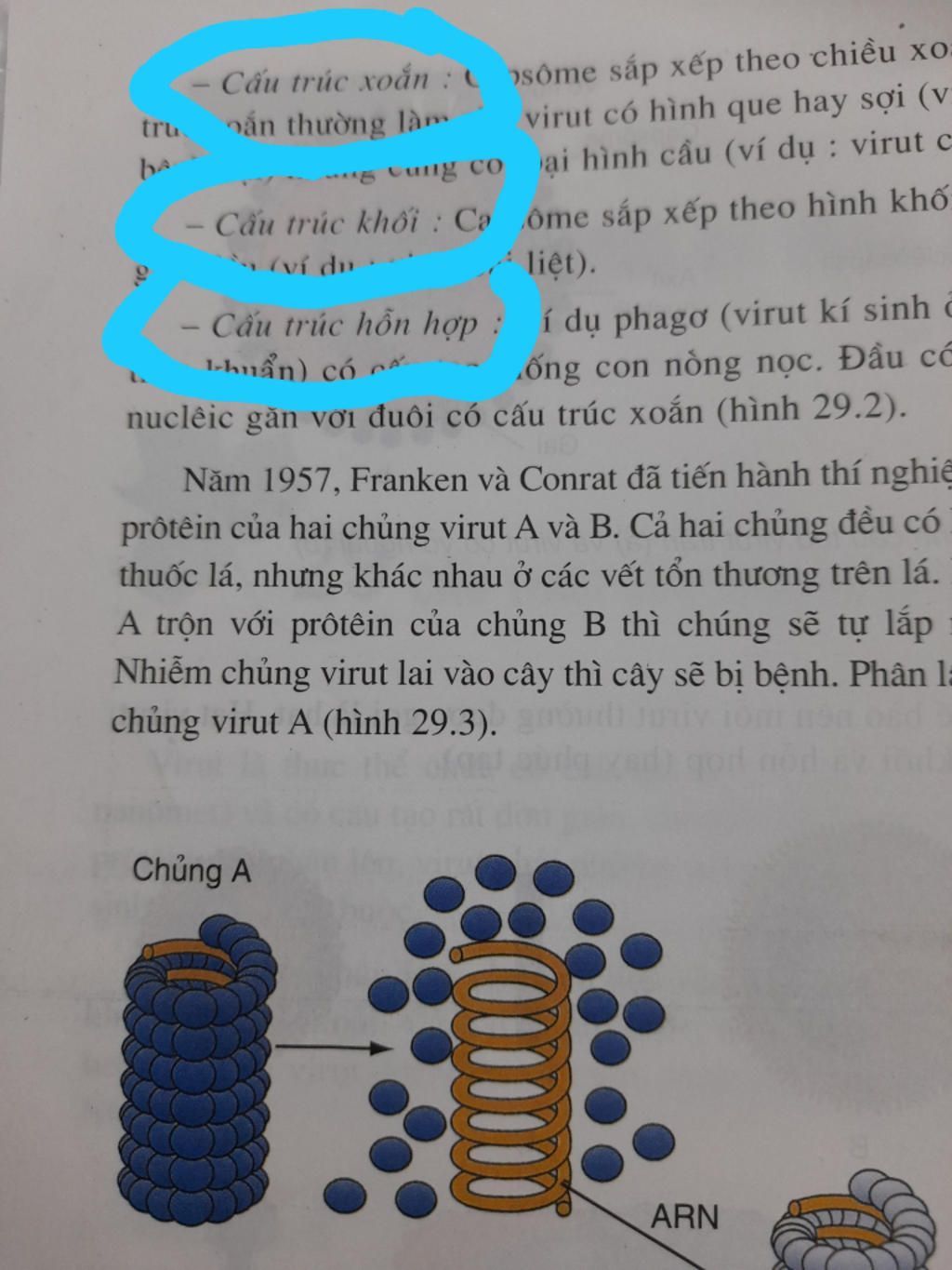 cau-9-dua-vao-hinh-thai-ngoai-virut-duoc-phan-chia-thanh-cac-dang-nao-sau-day-a-dang-que-dang-oa