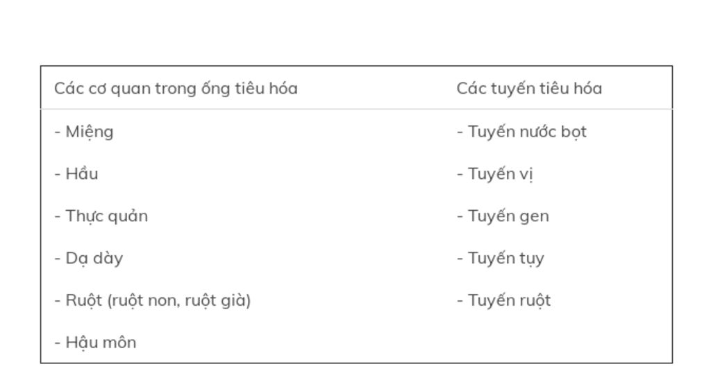 cau-tao-cac-co-quan-tieu-hoa-va-qua-trinh-bien-doi-thuc-an