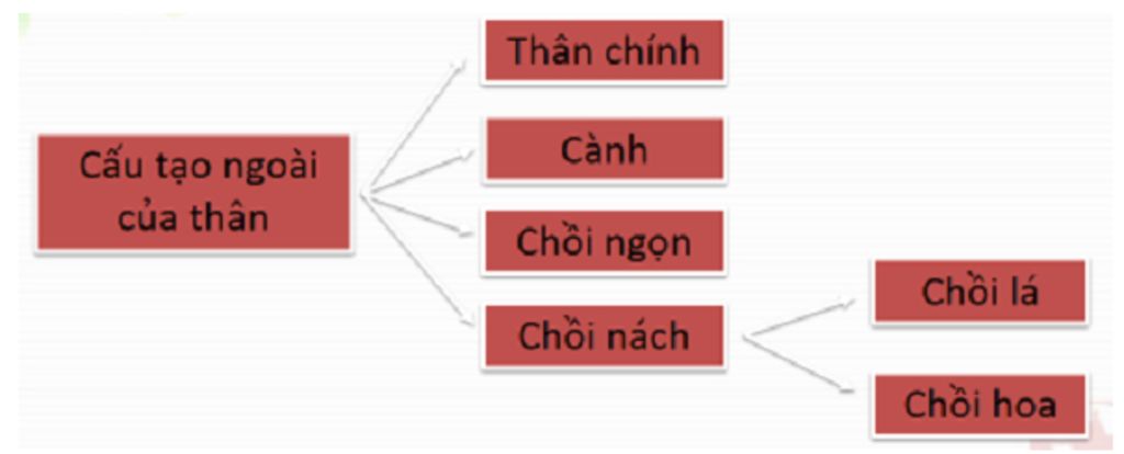 cau-tao-ngao-cua-than-la-la-ep-nhu-tek-nao-de-duoc-nhieu-anh-sang