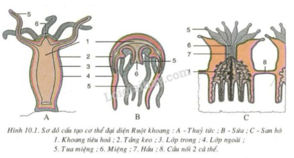 cau-tao-ruot-khoang-vai-tro-cua-ruot-khoang