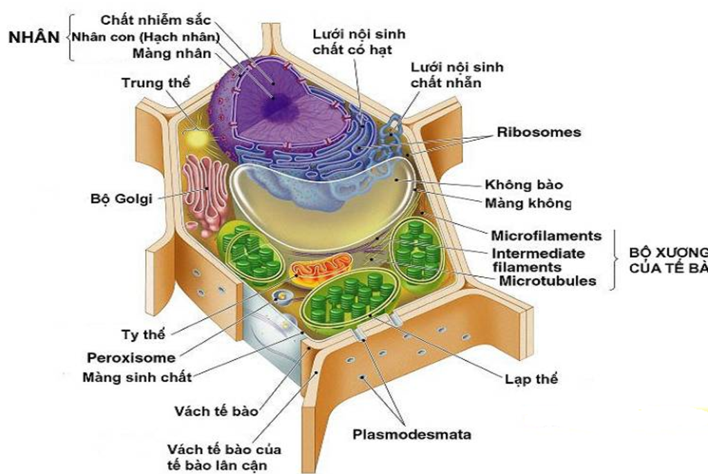 cau-tao-te-bao-thuc-vat-1-cac-thanh-phan-va-chuc-nang-nho-ghi-chi-tiet-nhe