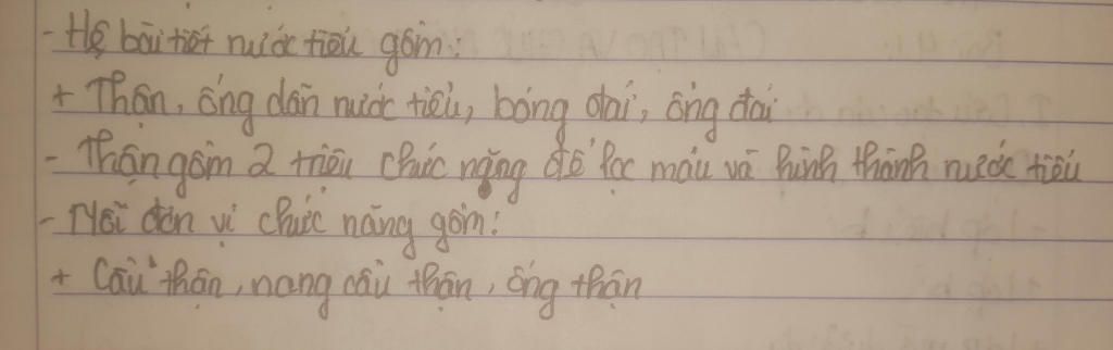 cau-tao-than-thich-nghi-voi-chuc-nang-bai-tiet-nuoc-tieu