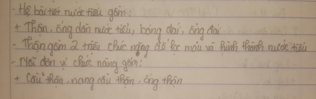 cau-tao-than-thich-nghi-voi-chuc-nang-bai-tiet-nuoc-tieu