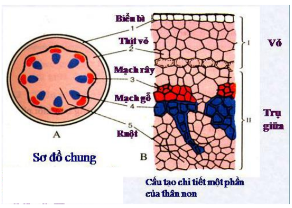 cau-tao-trong-cua-than-non-nhu-the-nao