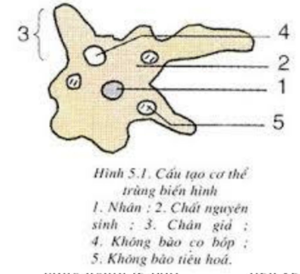 cau-tao-trung-giay-va-trung-bien-hinh-ghi-ngan-gon