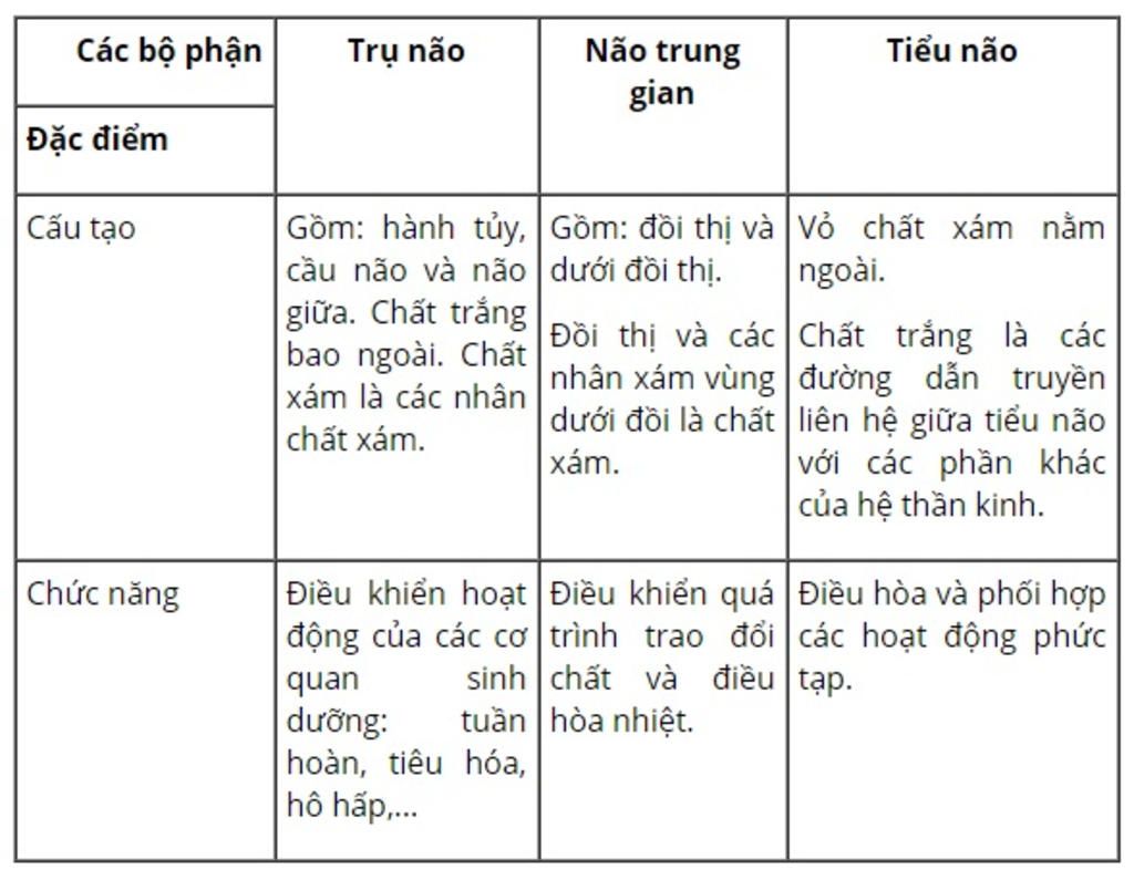 cau-tao-va-chuc-nang-cua-tuy-song-tru-nao-dai-nao-tieu-nao-dac-diem-nao-chung-minh-rang-dai-nao