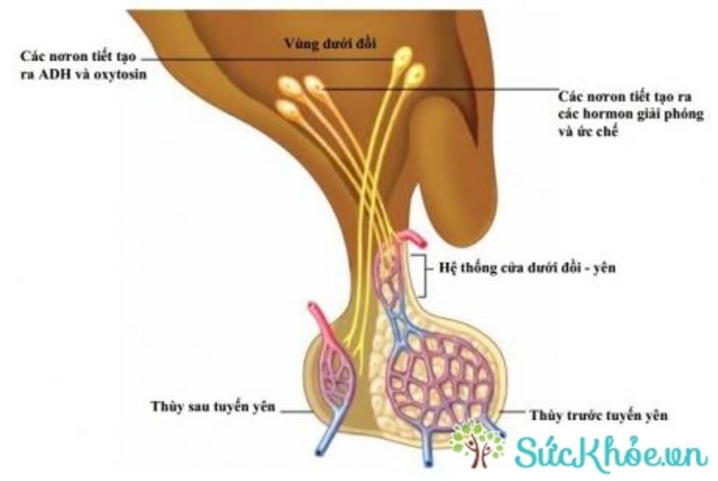 cau-tao-va-chuc-nang-cua-tuyen-yen-va-tuyen-giap