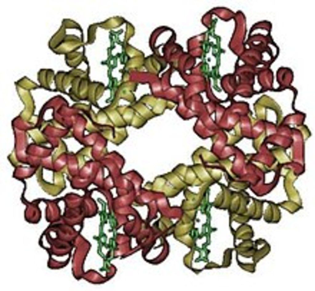 cau-tao-va-co-che-hoat-dong-trao-doi-khi-cua-hemoglobin