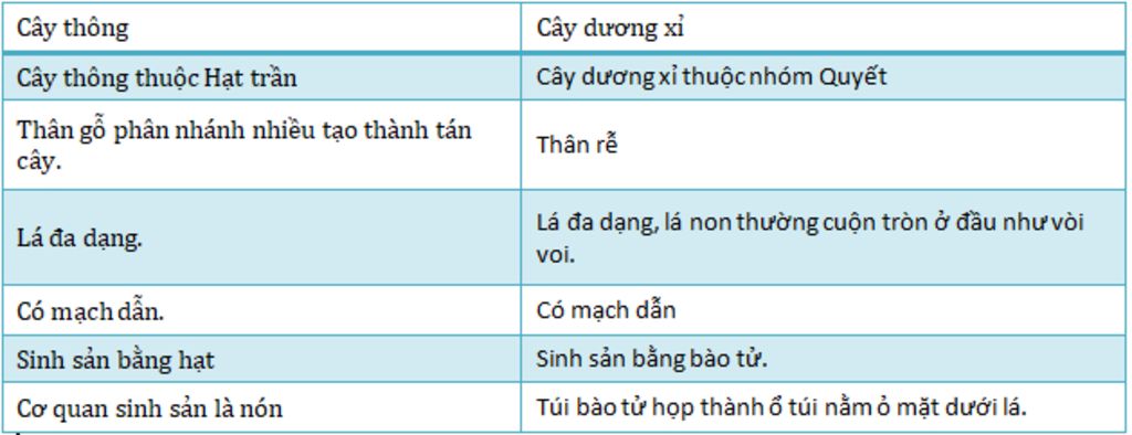 cau1-so-sanh-va-chi-ra-su-khac-nhau-trong-cau-tao-cac-co-quan-cua-cay-duong-i-va-cay-thong-cau2