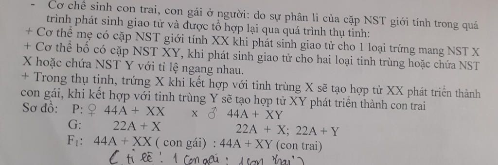 cau1-trinh-bay-co-che-sinh-con-trai-gai-tai-sao-o-viet-nam-lai-co-su-mat-can-bang-gioi-tinh-cau2