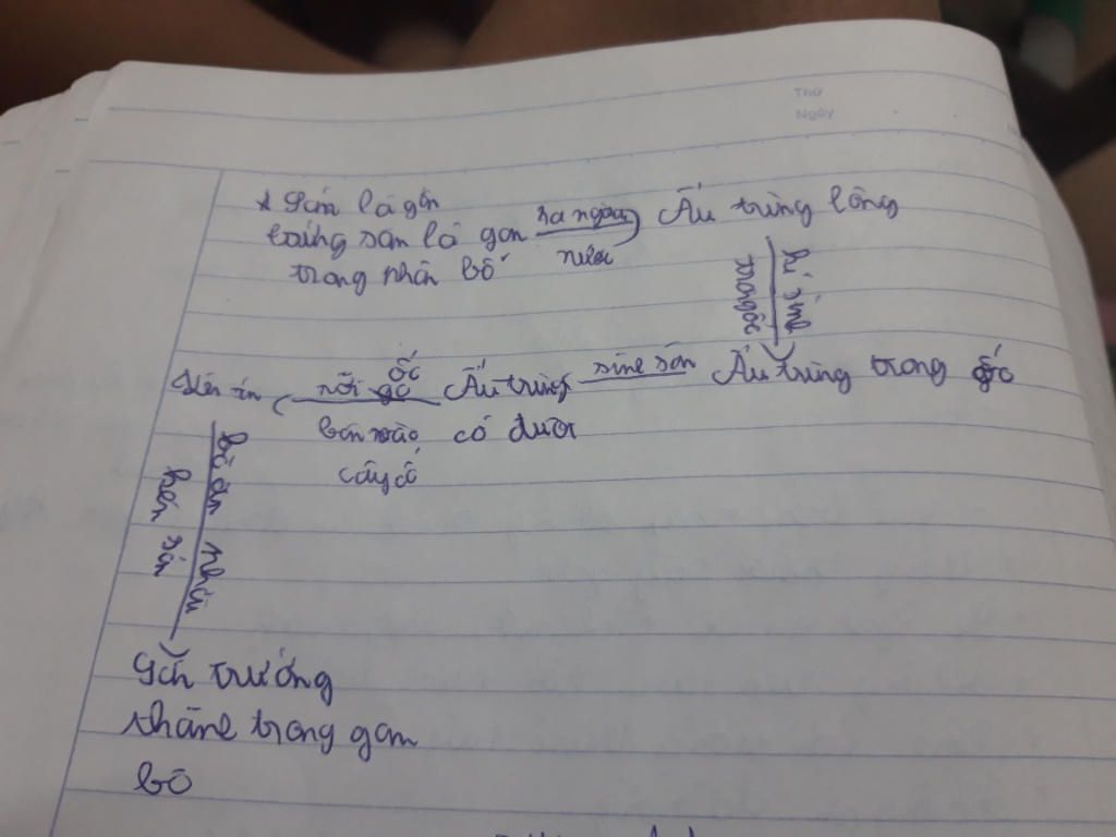 cau1-ve-vong-doi-cua-san-la-gan-va-giun-dua-cau-2-trinh-bay-dac-diem-chung-cua-nganh-dong-vat-ng