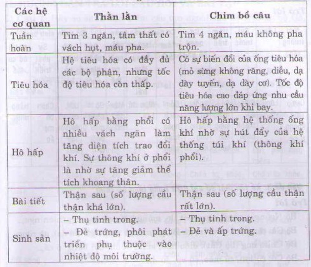 chi-ra-nhung-diem-khac-biet-giua-cau-tao-trong-cua-chim-bo-cau-va-than-lan