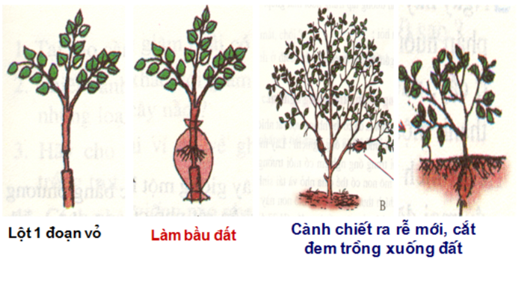 chiet-canh-la-gi-cho-vi-du-ve-chiet-canh