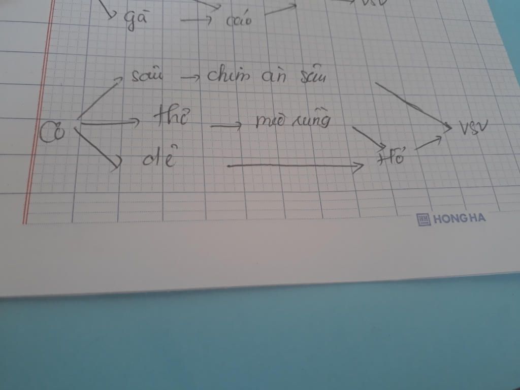 cho-1-quan-the-a-gom-cac-sinh-vat-sau-co-tho-de-chim-an-sau-sau-hai-thuc-vat-ho-vi-sinh-vat-meo