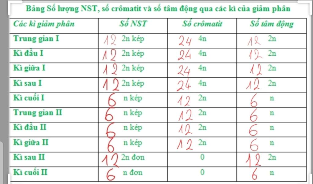 cho-2n-12-tinh-so-nhiem-sac-the-trang-thai-so-tam-dong-so-cromatit-trong-np-gp