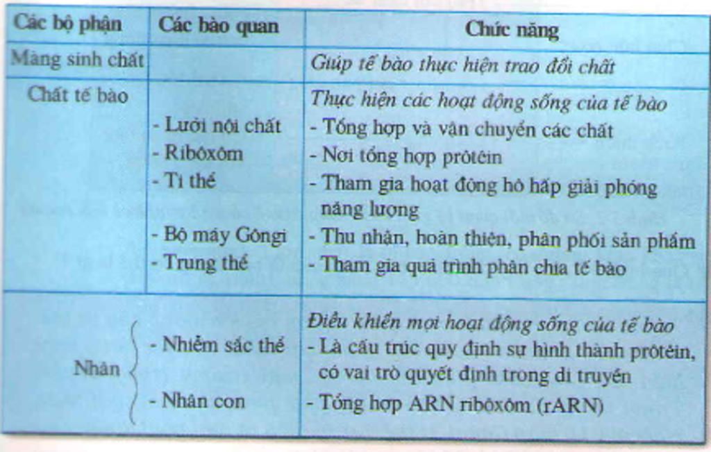 cho-biet-cac-bo-phan-cua-te-bao-neu-chuc-nang-cua-cac-bo-phan