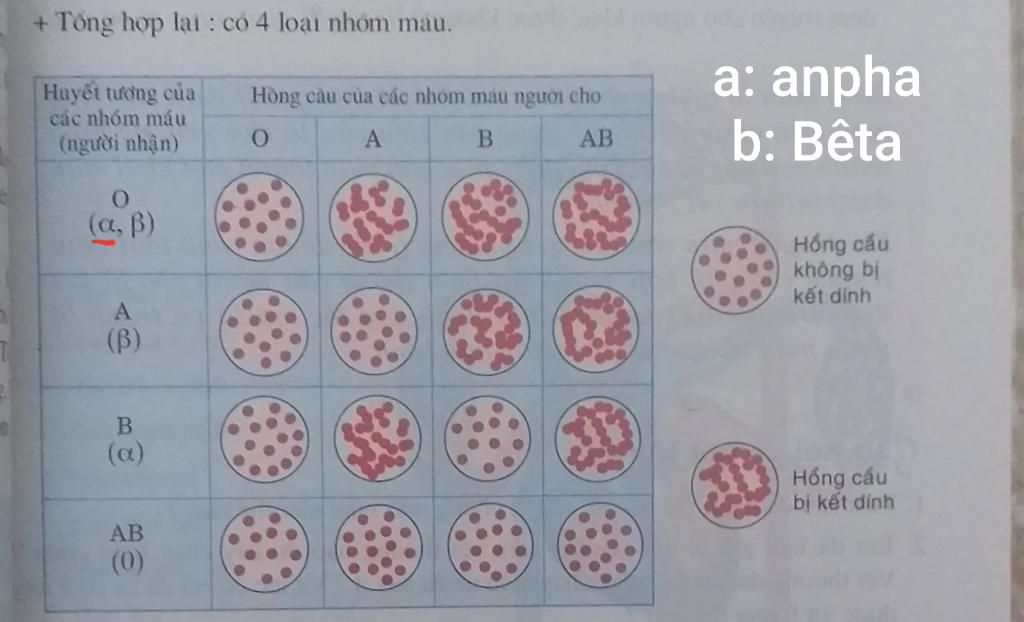 cho-biet-cac-nhom-mau-o-nguoi-va-nguyen-tac-truyen-mau