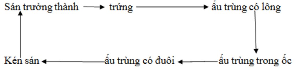 cho-biet-vong-doi-cua-san-la-gan-em-can-lam-gi-de-khong-bi-san-la-gan-ki-sinh