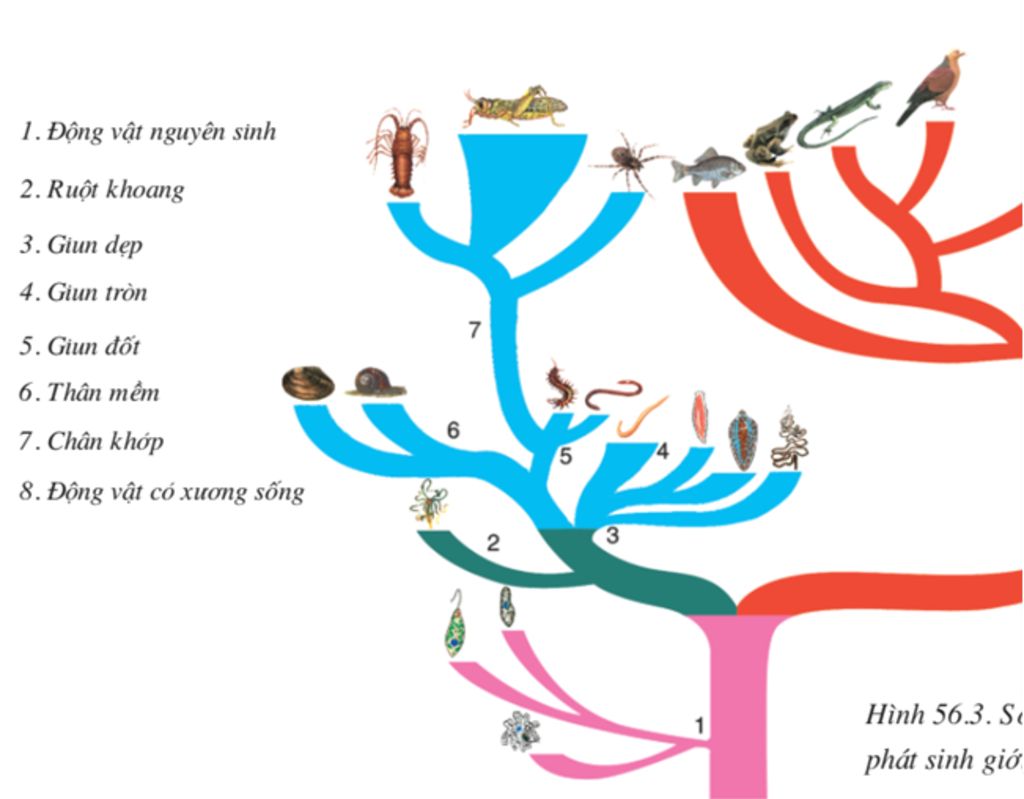 cho-cac-loai-dv-sau-chau-chau-oc-sen-muc-dia-con-nao-co-ho-hang-gan-voi-nhen-nha-nhat-giai-gium