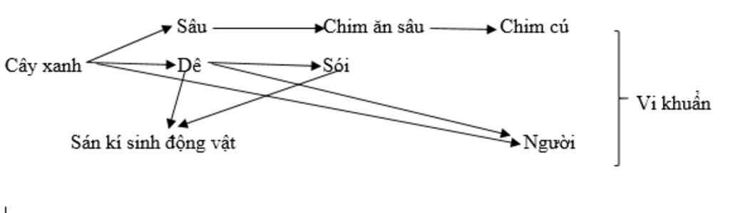 cho-cac-loai-sau-cay-anh-sau-chim-an-sau-de-soi-chim-cu-nguoi-san-ki-sinh-dong-vat-vi-khuan-ve-l