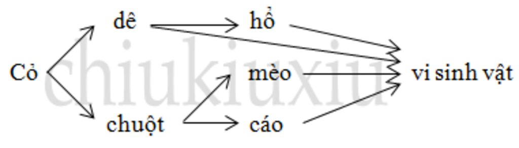 cho-cac-loai-sinh-vat-sau-co-de-ho-meo-chuot-vi-sinh-vat-cao-hay-viet-4-chuoi-thuc-an-va-1-luoi