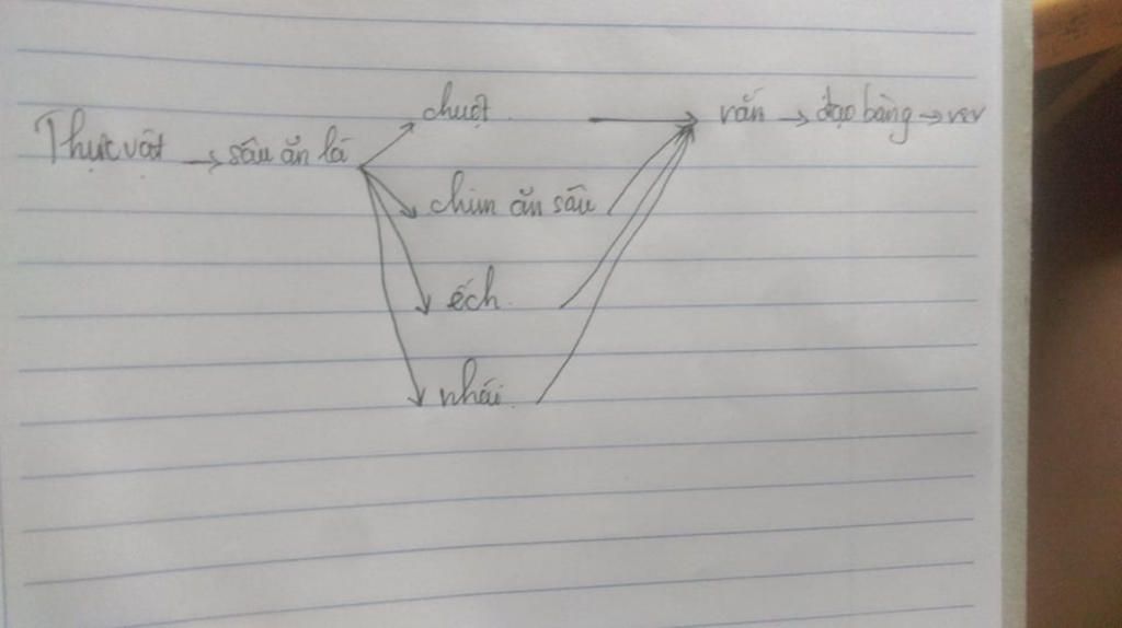 cho-cac-loai-sinh-vat-sau-thuc-vat-sau-an-la-chim-an-sau-chuot-ech-nhai-ran-dai-bang-vi-sinh-vat