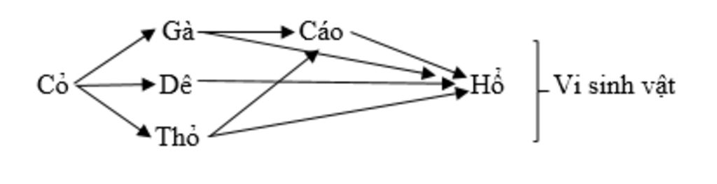 cho-cac-loai-sinh-vat-sau-vi-sinh-vat-cao-tho-co-de-ho-ga-hay-ay-dung-luoi-thuc-an-gom-5-chuoi-t