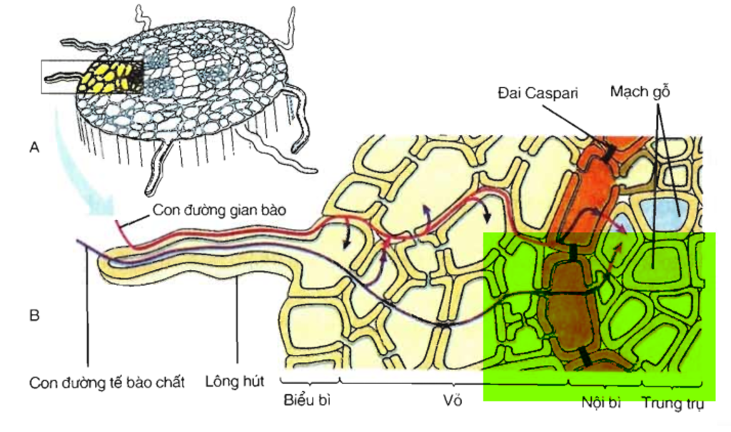 cho-cac-phat-bieu-sau-day-1-qua-trinh-khu-no3-thuc-hien-nho-enzym-nitrogenaza-2-dung-dich-trong