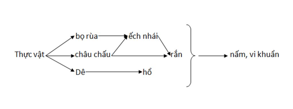 cho-cac-sinh-vat-sau-cay-co-cay-than-go-bo-rua-ech-nhai-ran-chau-chau-nam-vi-khuan-de-ho-a-hay-a