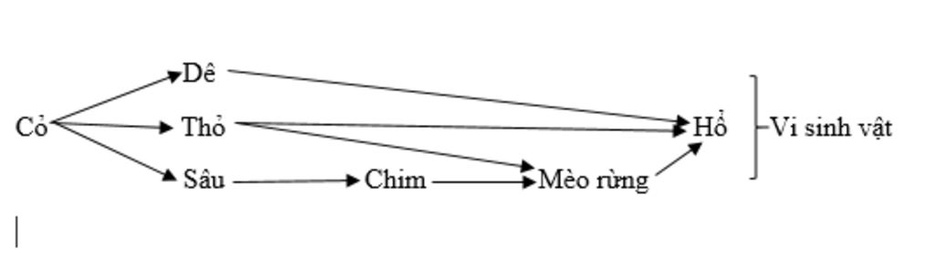 cho-cac-sinh-vat-sau-co-tho-de-ho-meo-rung-vi-sinh-vat-chim-sau-hay-viet-chuoi-thuc-an-moi-chuoi