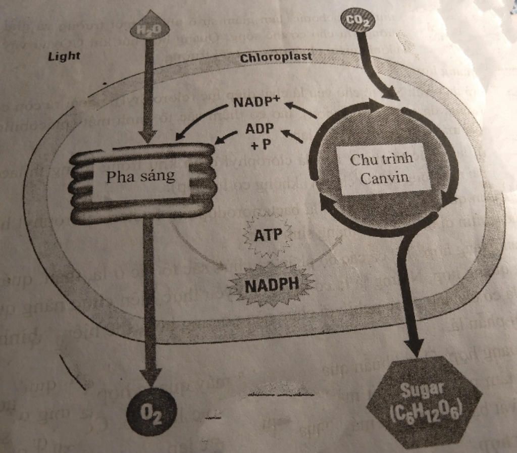 cho-e-hoi-pha-toi-can-gi-cua-pha-sang-a-co-phai-la-nang-luong-atp-va-luc-khu-nadph-k-a