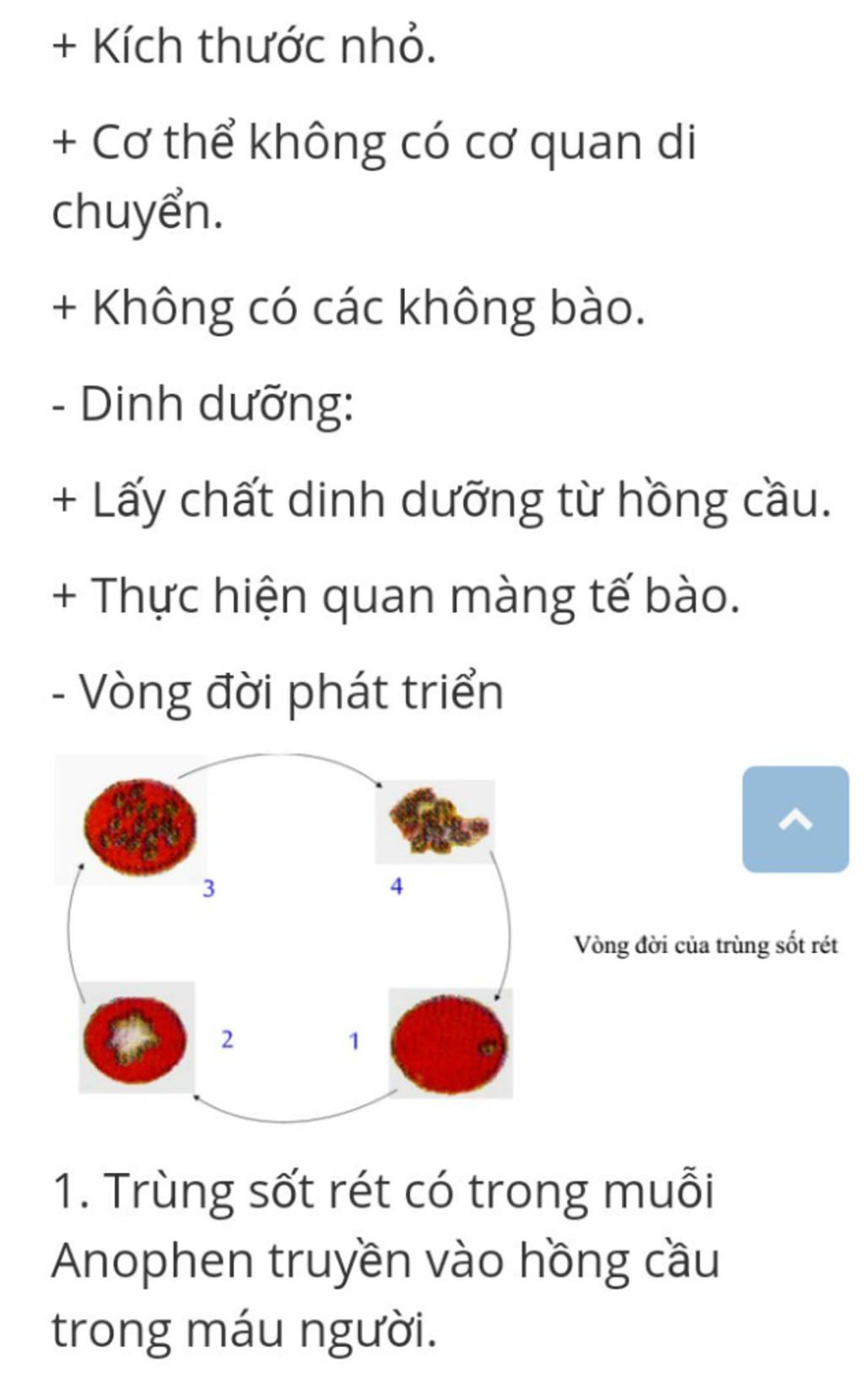 cho-em-anh-cua-trung-kiet-li-va-trung-sot-ret-trong-anh-co-ghi-ro-cau-tao-co-the-lay-anh-o-dau-c