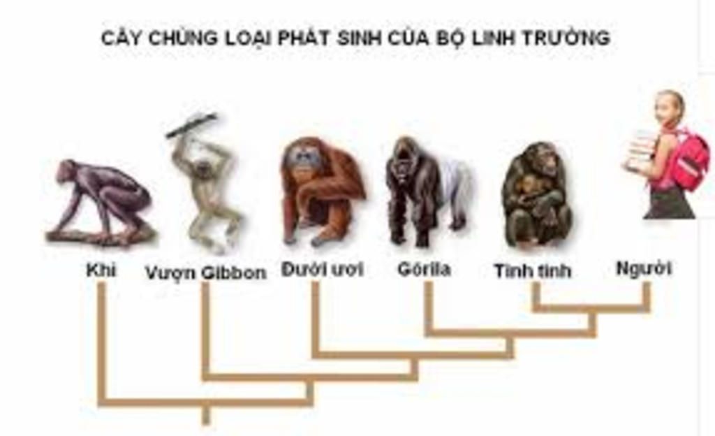 cho-em-hoi-so-do-phat-sinh-loai-nguoi-la-gi-vay