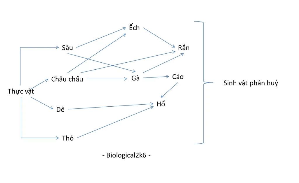 cho-he-sinh-thai-co-cac-sinh-vat-sau-thuc-vat-sau-ech-de-tho-ho-cao-ran-ga-chau-chau-sinh-vat-ph