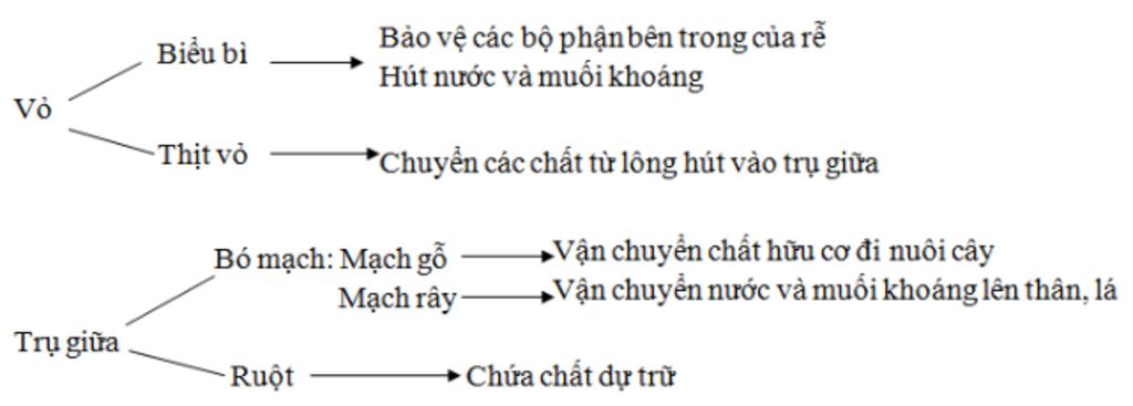 cho-mik-hoi-a-cau-hoi-cua-bai-thao-luan-trang-33-lop-6-sinh-hoc-cau-1-cau-tao-cua-mien-hut-gom-m