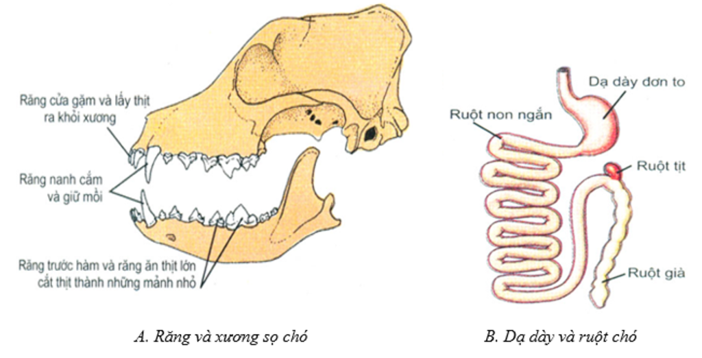 cho-minh-hoi-la-neu-dong-vat-vua-an-thuc-vat-vua-an-thit-thi-rang-se-co-cau-tao-nhu-the-nao-vay