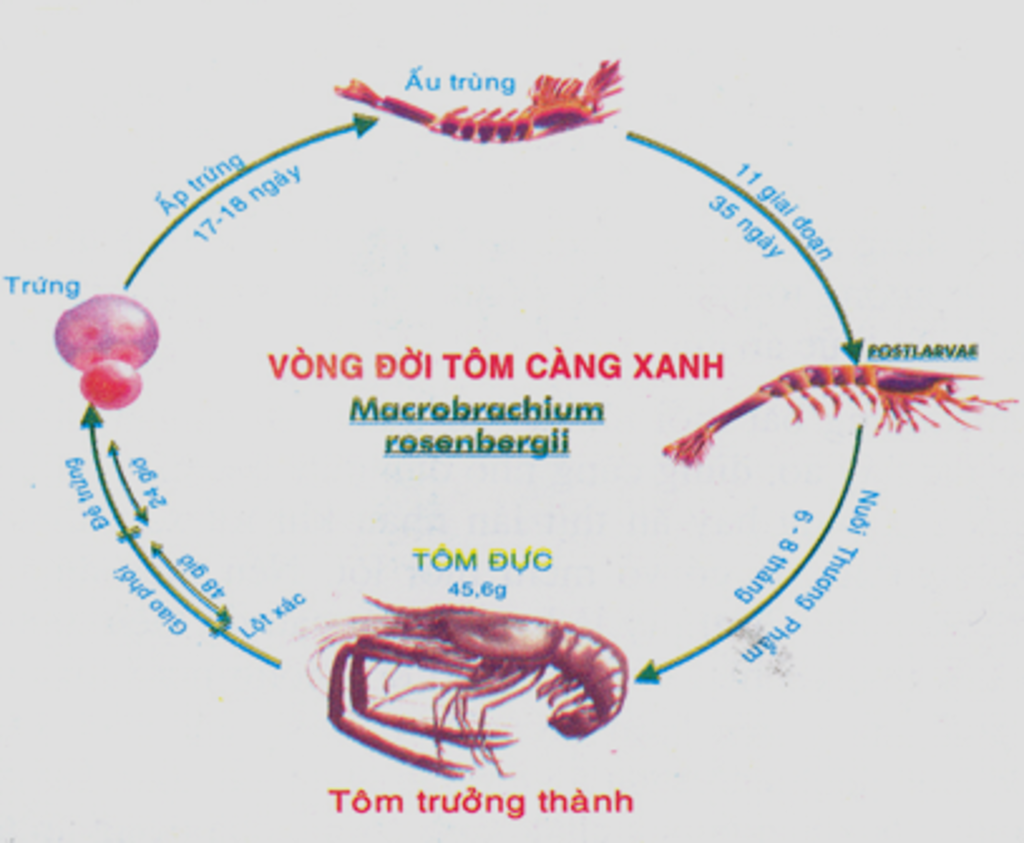 cho-minh-hoi-la-vong-doi-cua-tom-song-nhu-the-nao-a