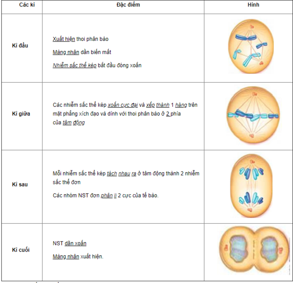 cho-minh-hoi-y-nghia-hinh-dang-nst-trong-tung-giai-doan-cua-qua-trinh-phan-chia