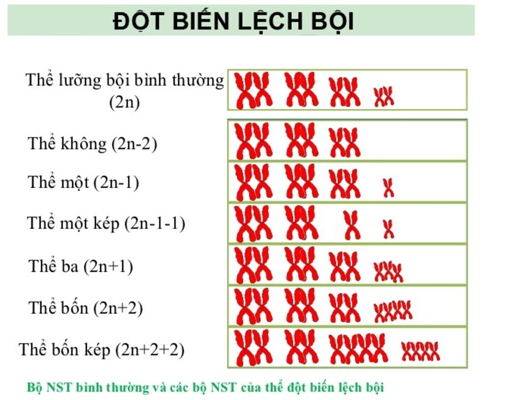 cho-minh-in-anh-ve-dot-bien-gen-o-the-di-boi-so-luong-nst-thuong-bien-the-da-boi