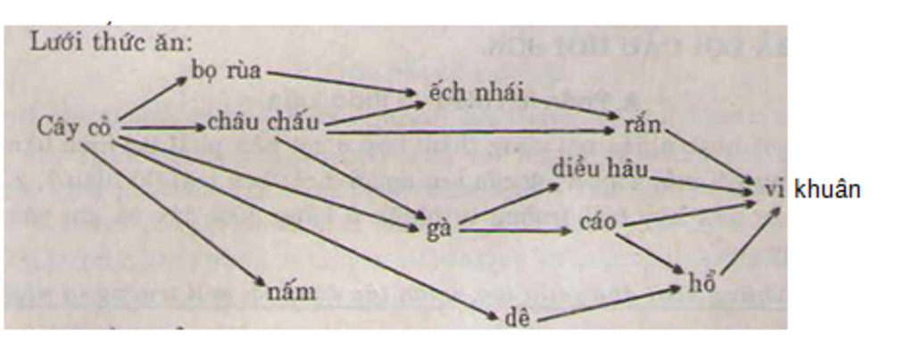 cho-mot-het-sinh-thai-ho-hinh-50-3-sgk-trang-153-hay-ve-luoi-thuc-an-tu-he-sinh-thai-do