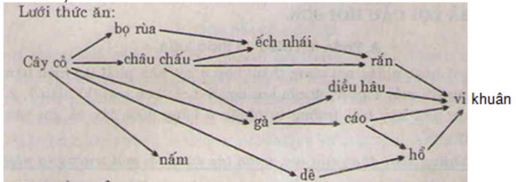 cho-mot-het-sinh-thai-ho-hinh-50-3-sgk-trang-153-hay-ve-luoi-thuc-an-tu-he-sinh-thai-do