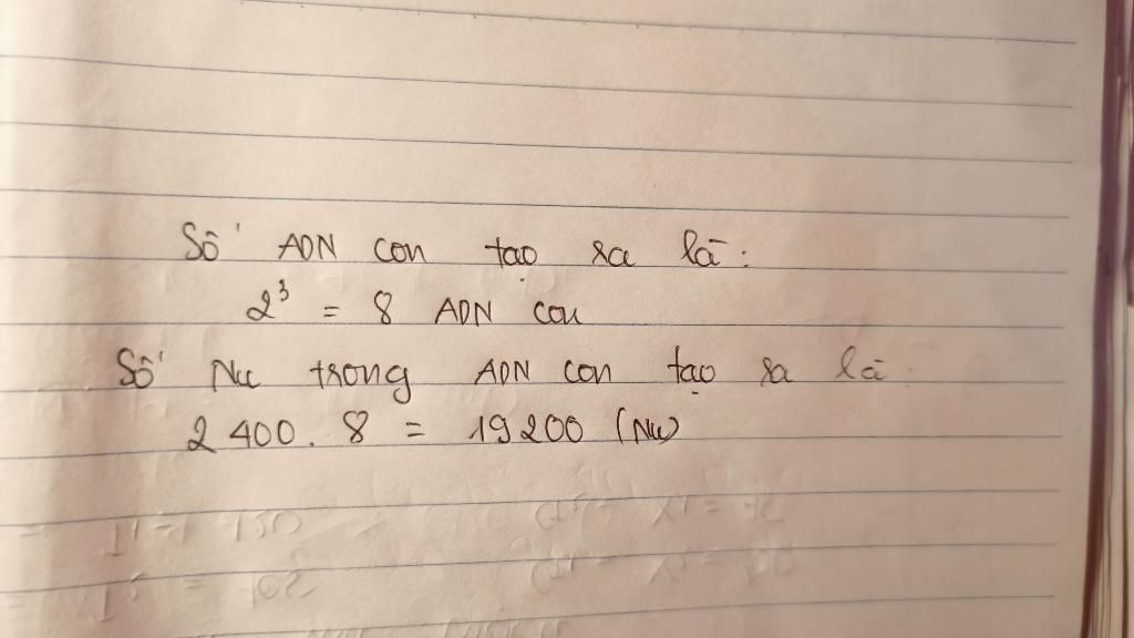cho-mot-phan-tu-adn-co-tong-so-nucleotit-la-2400nu-neu-adn-tren-tien-hanh-nhan-doi-lien-tiep-3-l