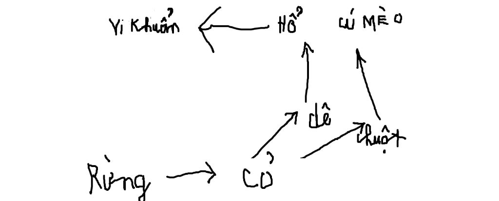 cho-quan-a-sinh-vat-gom-cac-loai-sinh-vat-de-chuot-ho-chim-cu-meo-vi-khuan-rung-co-hay-ve-so-do