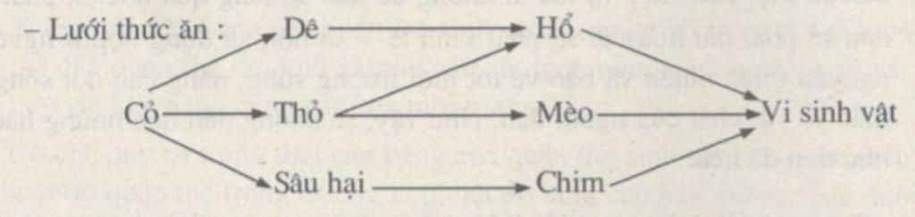 cho-vi-du-ve-luoi-thuc-an-co-du-3-thanh-phan-cua-he-sinh-thai