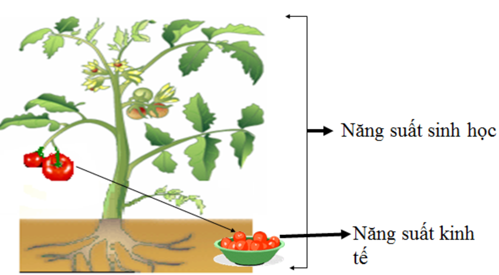 cho-vi-du-ve-nang-uat-sinh-hoc-va-nang-uat-kinh-te