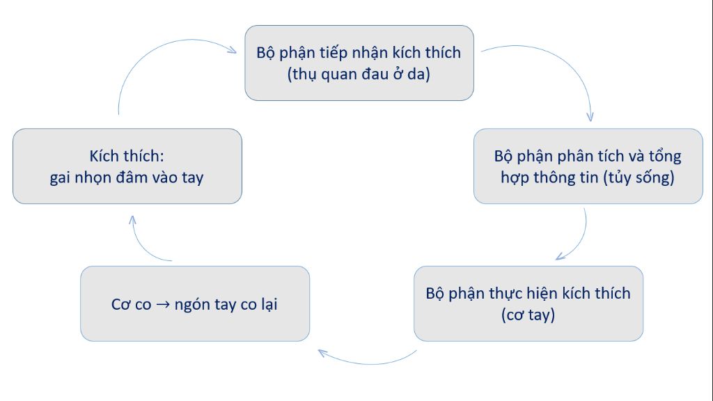 cho-vi-du-ve-phan-a-co-dieu-kien-va-ve-so-do-khung-phan-a-do