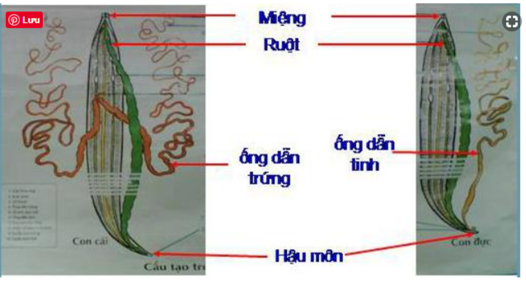 chu-thich-va-neu-chuc-nang-cac-bo-phan-cua-giun-dua-h-13-2-chu-thich-va-neu-chuc-nang-cac-bo-pha