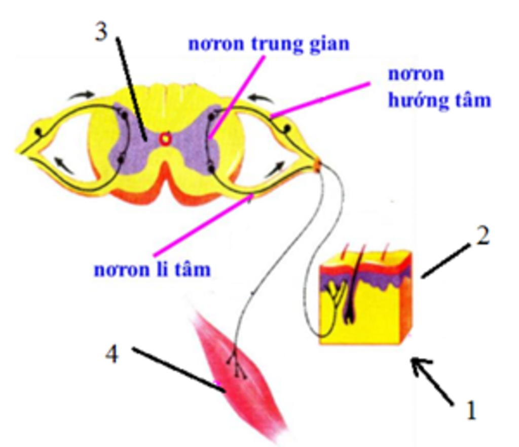 chung-minh-con-duong-la-truyen-cua-ung-than-kinh-trong-cung-phan-a-kinh