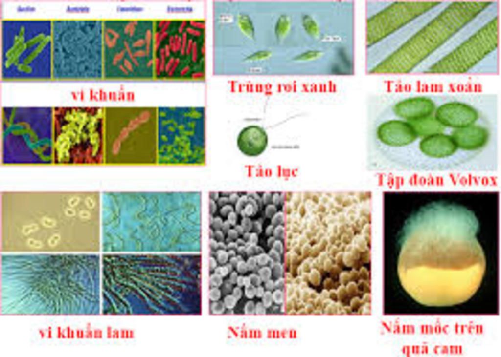 chung-minh-ho-hap-va-quang-hop-vua-la-qua-trinh-chuyen-hoa-vat-chat-vua-la-qua-trinh-chuyen-hoa